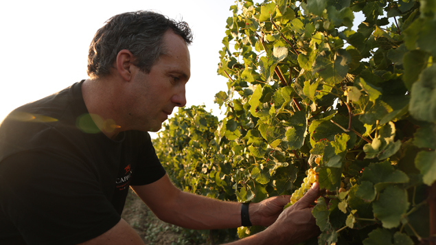 Le bilan de plantation et de récolte en 2023 dans l'appellation de Limoux